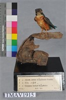 藏品(翠鳥)的圖片